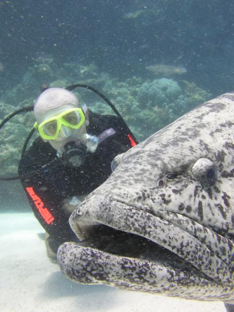 Potato Cod, Code Hole, Great Barrier Reef
