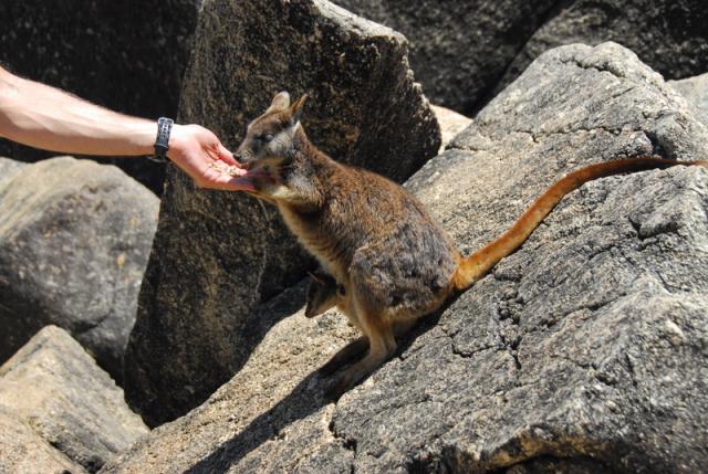 Feeding Rock Wallabies 