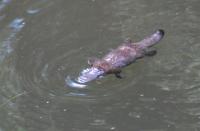 2007 10 05-08 - Big Trip - Day 157-160 - Australia - Platypus