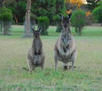 2007 11 12-17 - Big Trip - Day 195-200 - Australia - Kangaroo Island