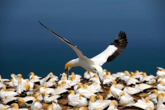 Gannet Colony, Cape Kidnappers
