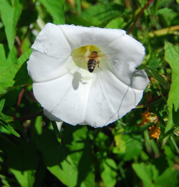 DSF_4584
