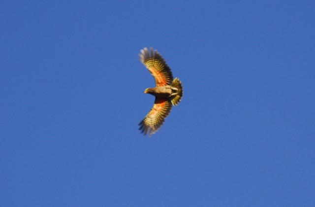 DSF_5275
