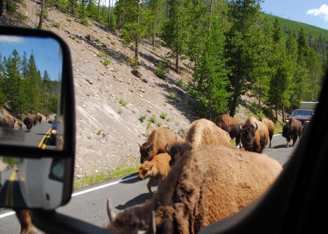 Traffic Jam, Yellowstone National Park