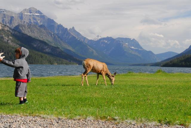 Waterton Townsite local deer