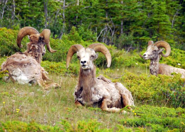 Mountain sheep near Lake Minewanka, Banff National Park
