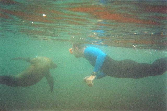 hemi swimming with sea lion
