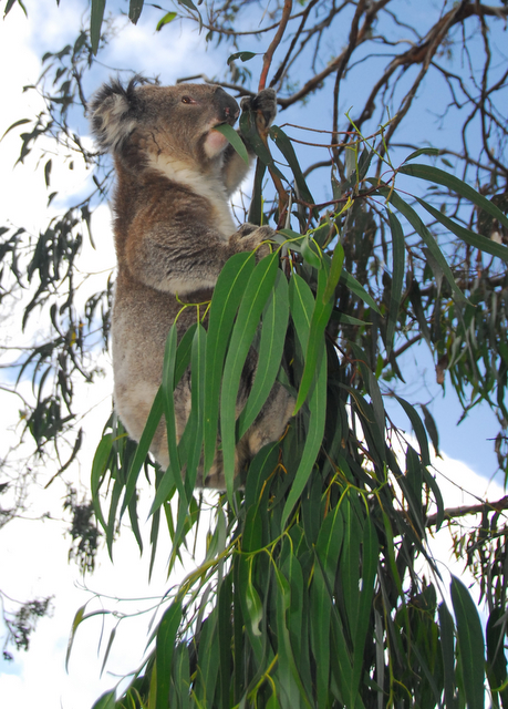 Koala on the Great Ocean Road, Victoria