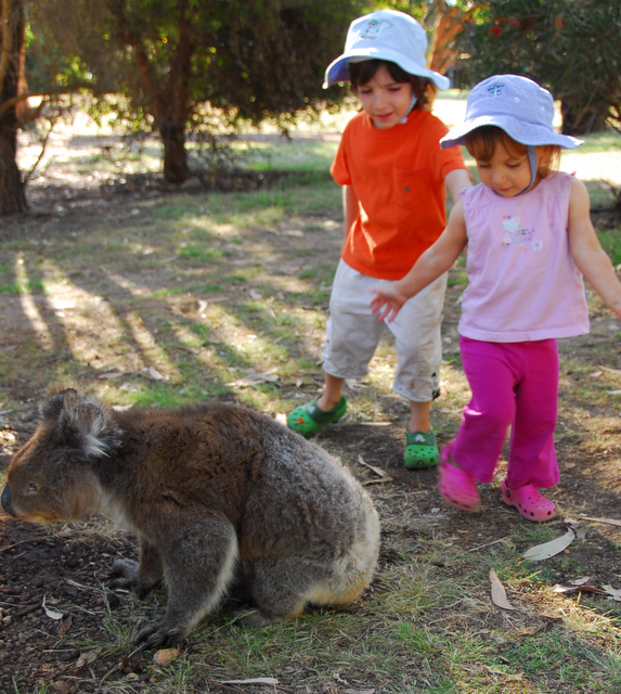 Koala at our campground, Kangaroo Island